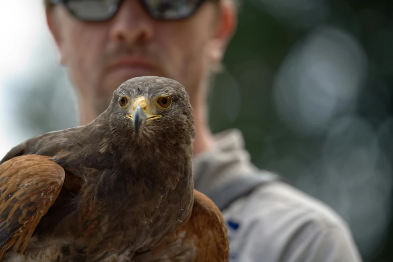 a person holding a brown bird of prey