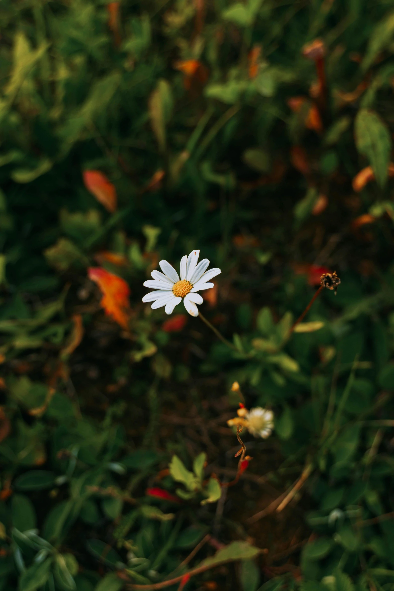 this is a s of an adorable little white flower