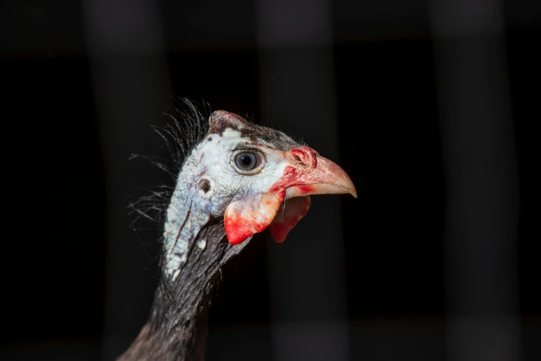 the head of a big bird with his tongue out