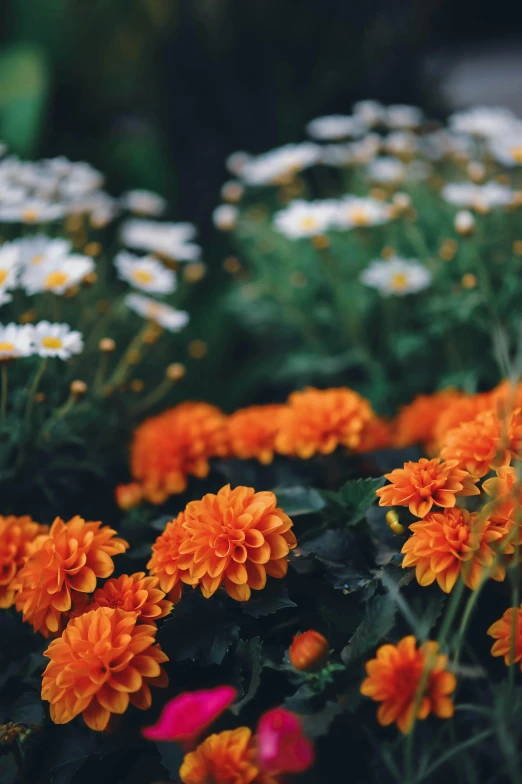 some flowers that are all together and on a sunny day