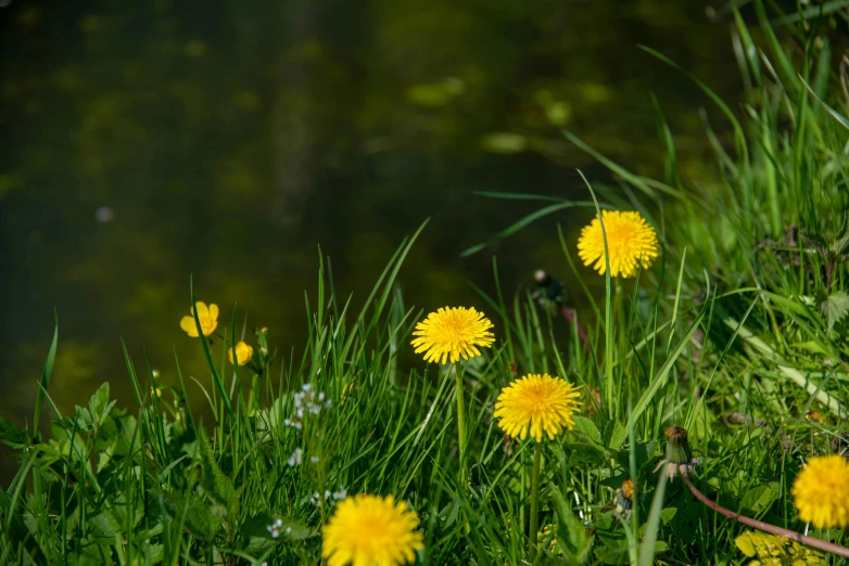 several flowers sitting in the grass next to water