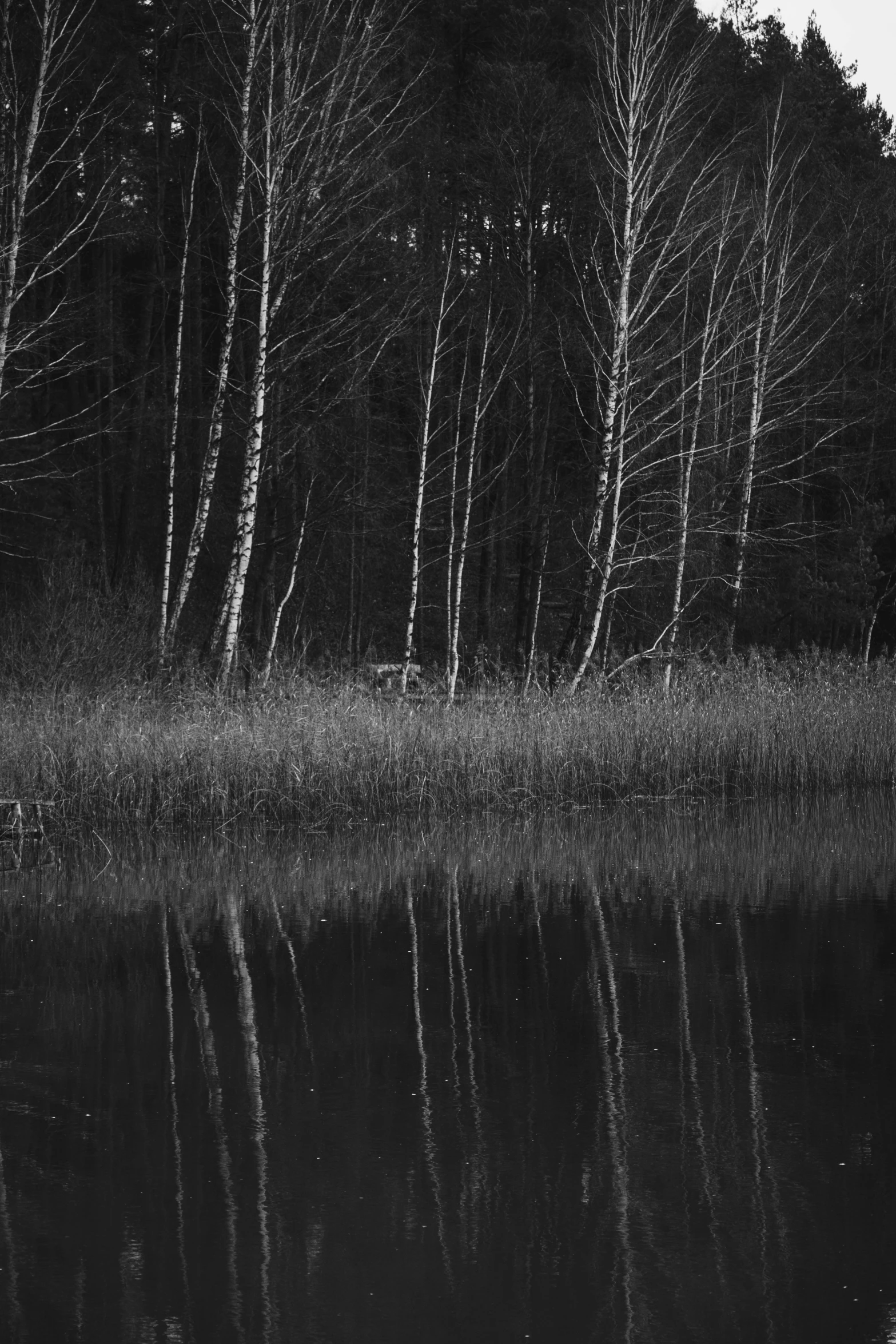 the trees are reflected in the still water