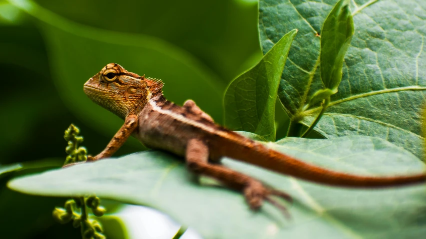 the lizard is sitting on the leaf with its face turned