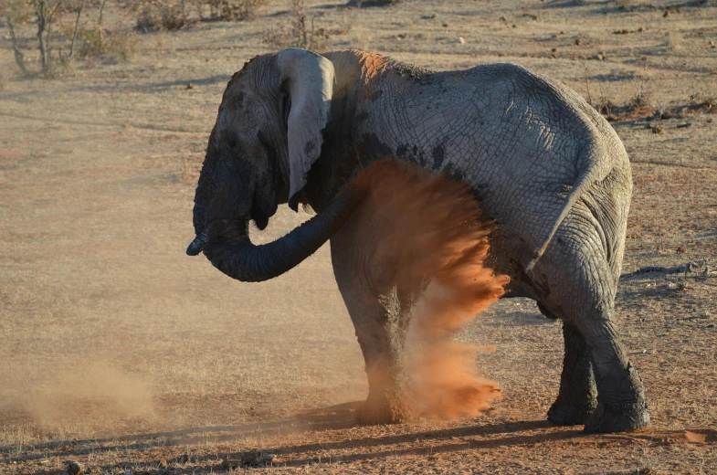 a large elephant playing with a small elephant in the dirt
