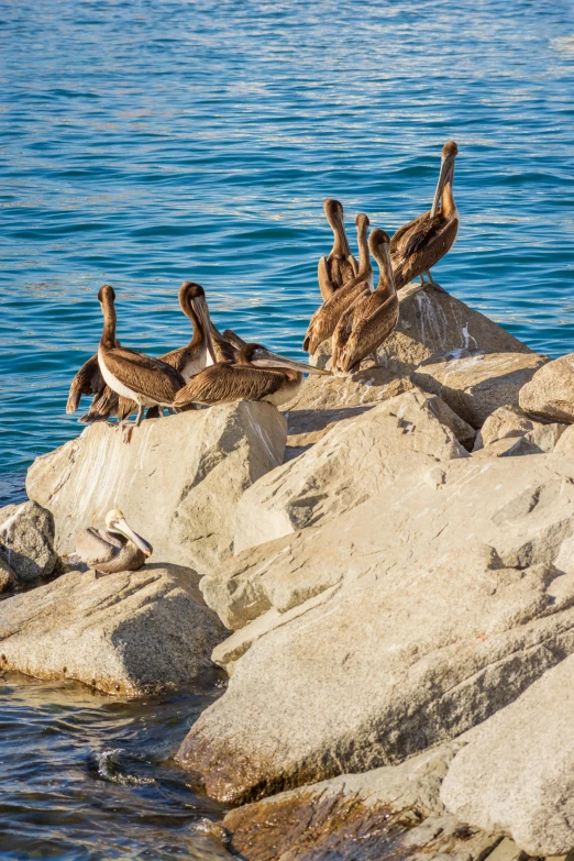 many birds sitting on the rocks in the water