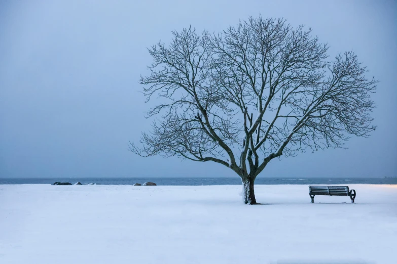 a lone bench sitting in the snow under a tree