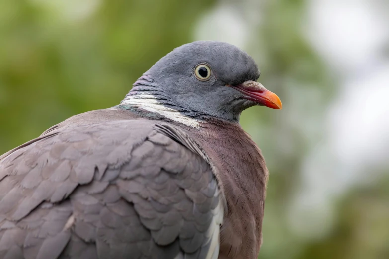 a close up of a pigeon with leaves in the background