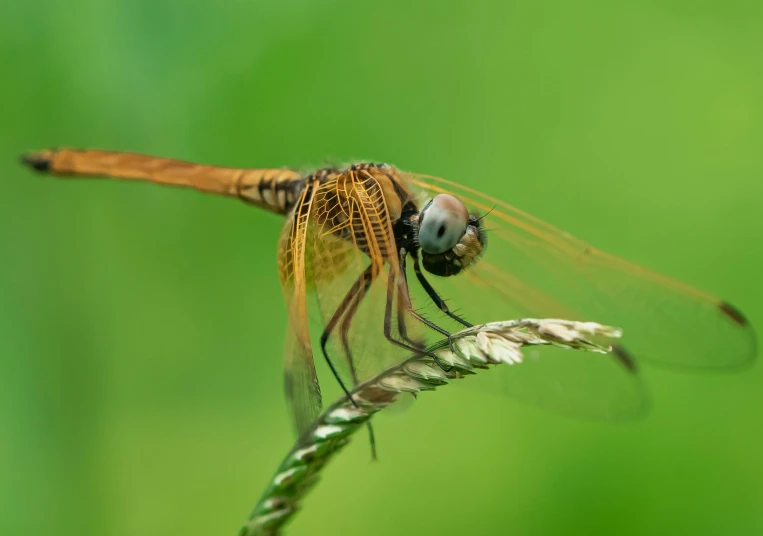 a red dragon fly flying over a tall grass stalk