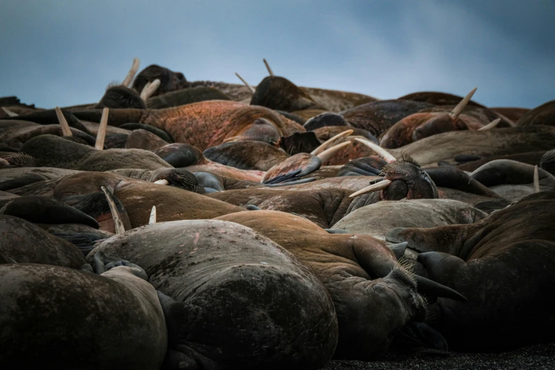 a herd of sheep is sitting on a beach