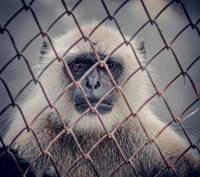 a close up of the head of a monkey looking out through a wire fence