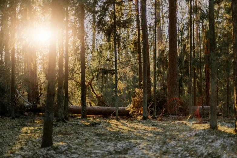 a large tree has been fallen and is in the middle of a forest