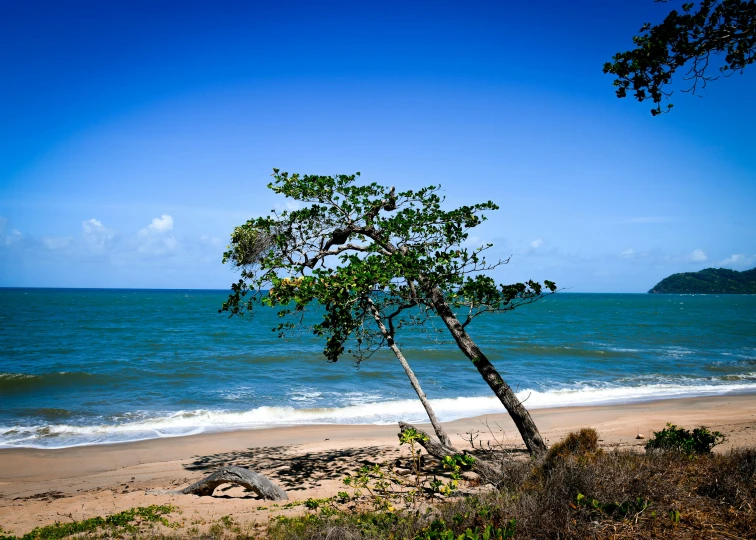 trees on the beach near water and sand