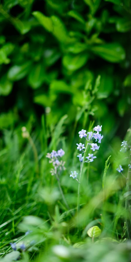 small blue flowers on a field with green foliage
