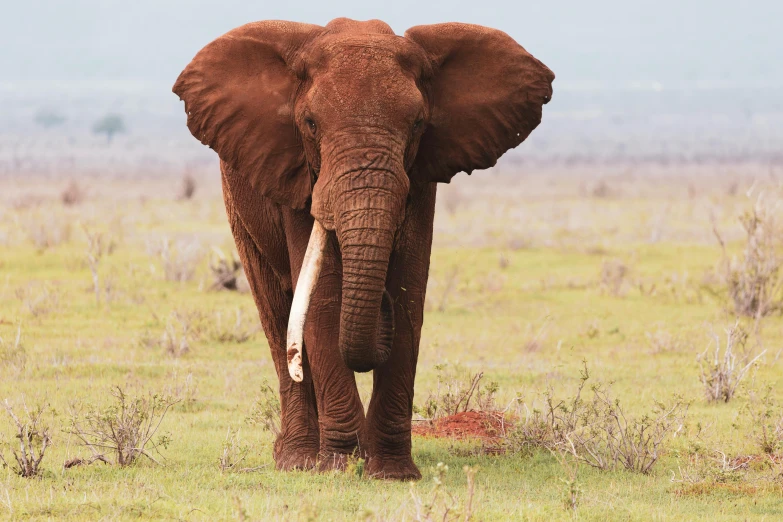 a large elephant stands in the middle of a plain