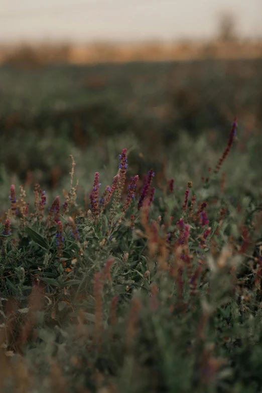 a bird is sitting in a field of flowers