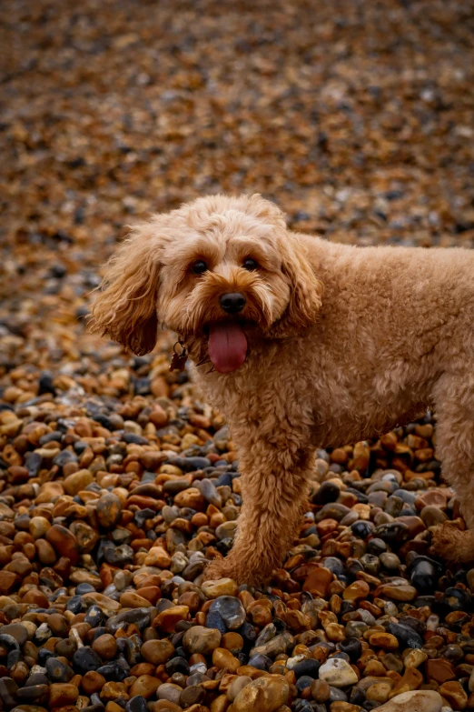 a dog standing on the gravel with his tongue out