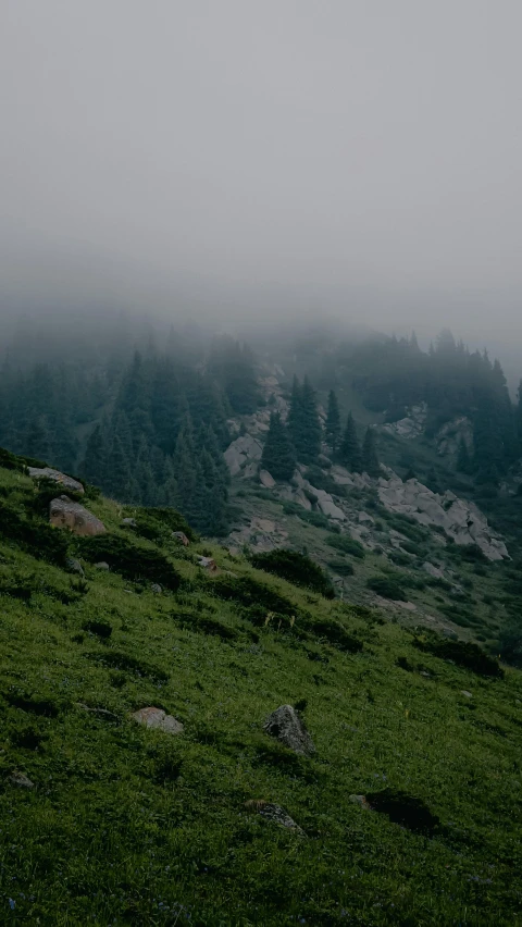 a field with some rocks and green grass