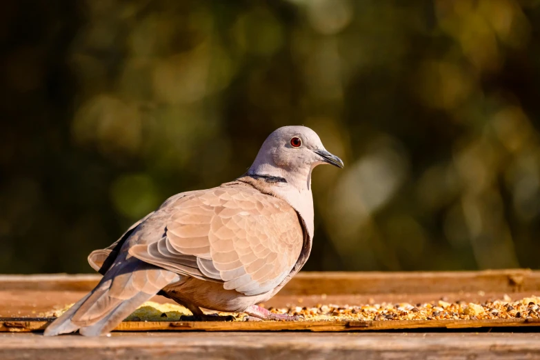 a bird on top of a wooden table in the sunlight