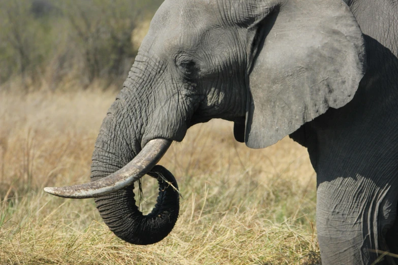 an elephant is standing in a field with tall grass