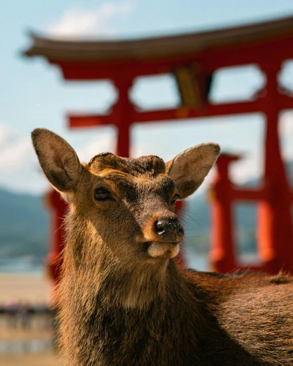 a deer that is standing in front of a tall building