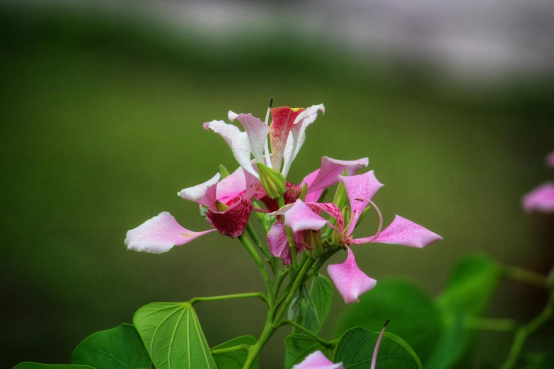 purple flowers are blooming on top of a green plant