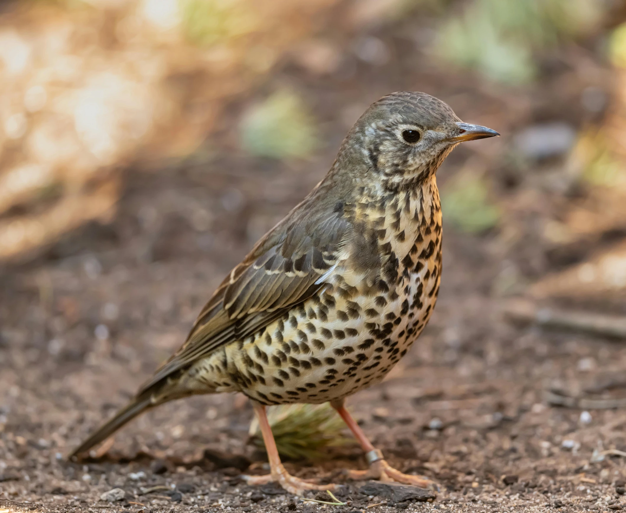 a close up of a bird on dirt ground