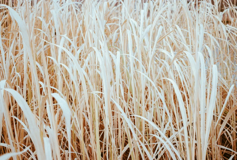 snow on tall brown grass next to trees