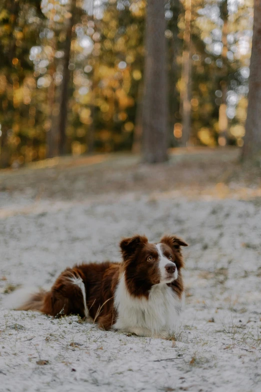 a brown and white dog in the middle of a field