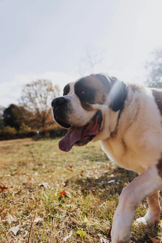 a dog is walking through a field by itself