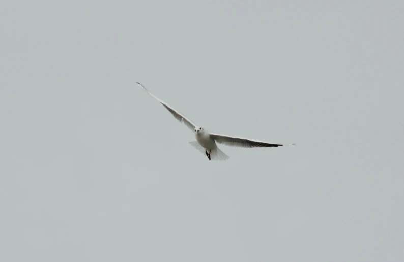 a large bird flying through a gray sky