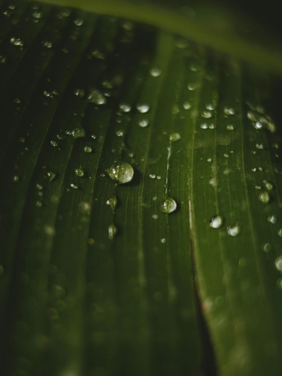 green leaf with water drops on it