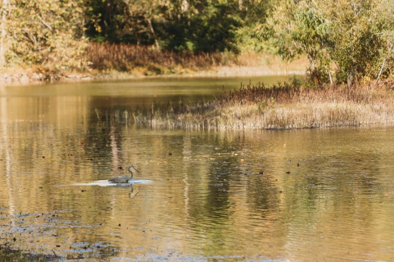 two ducks floating on a lake near the woods