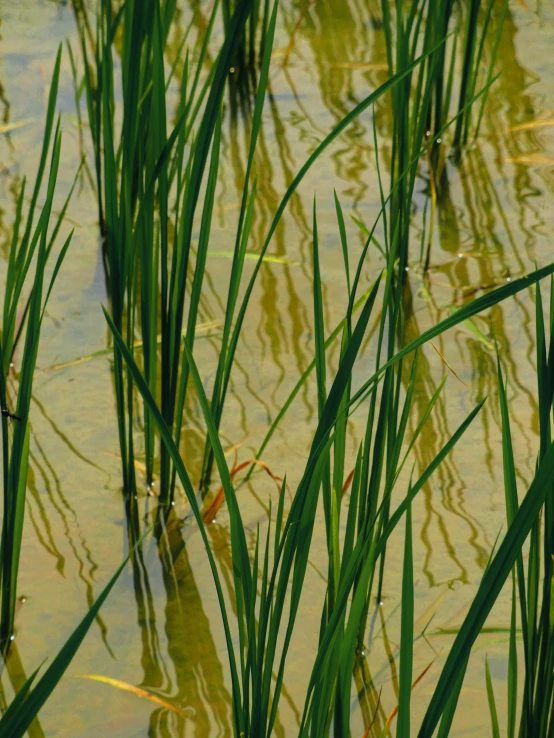 small water plants stand in the shallow brown water