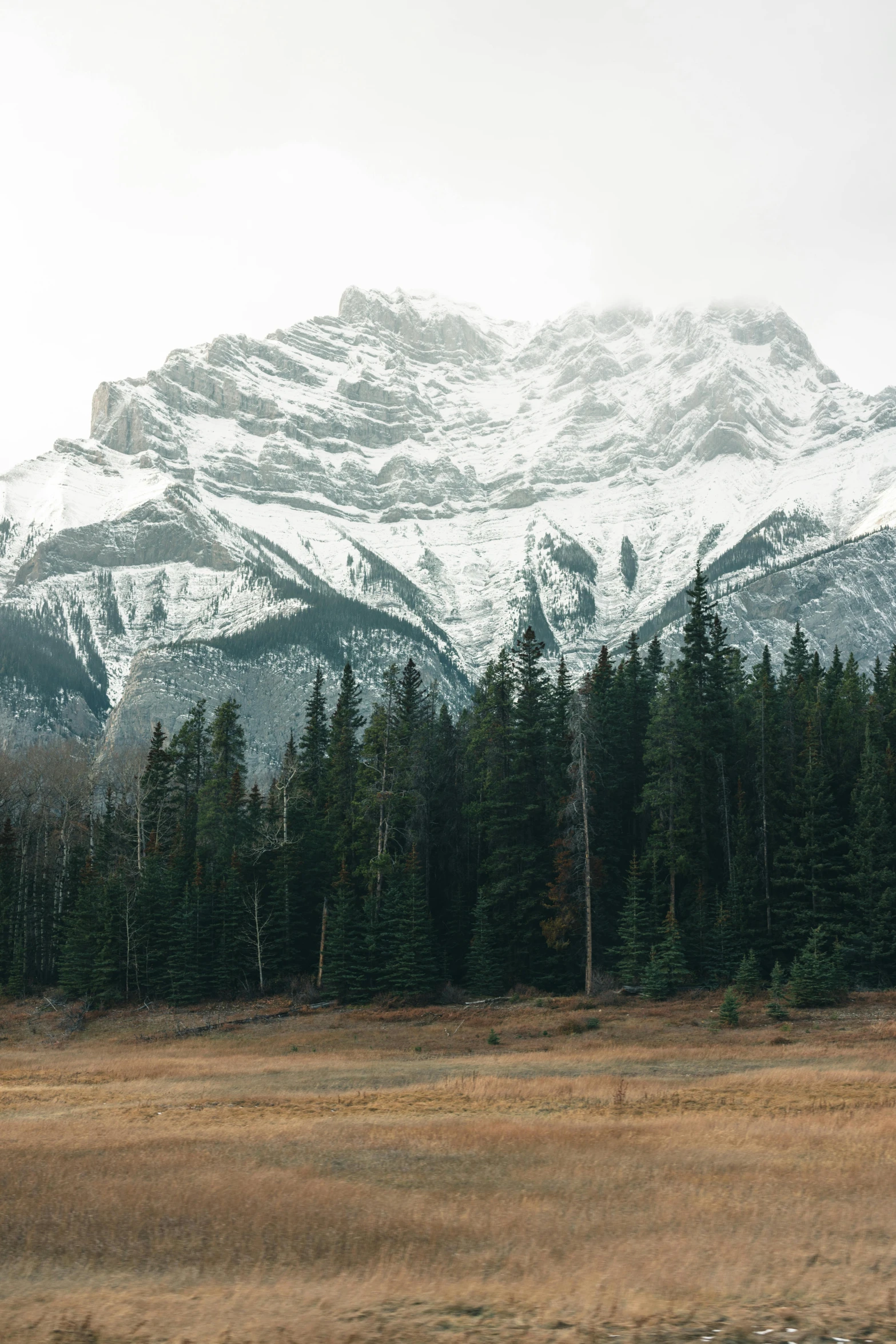 a field and mountains with trees in front