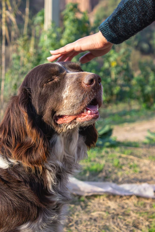 a person petting a dog on the head with one hand