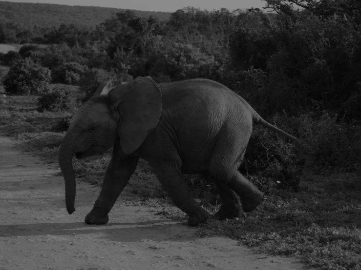 an elephant walking across a dirt road in a field