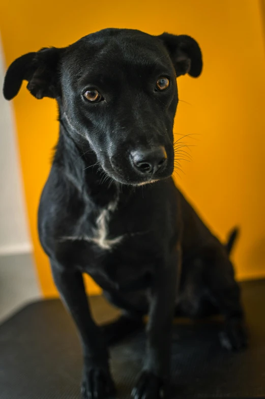 a black dog sitting next to a yellow wall