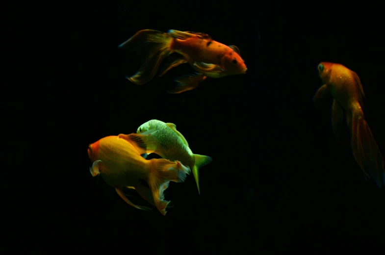 three fish swim together in a dark pond