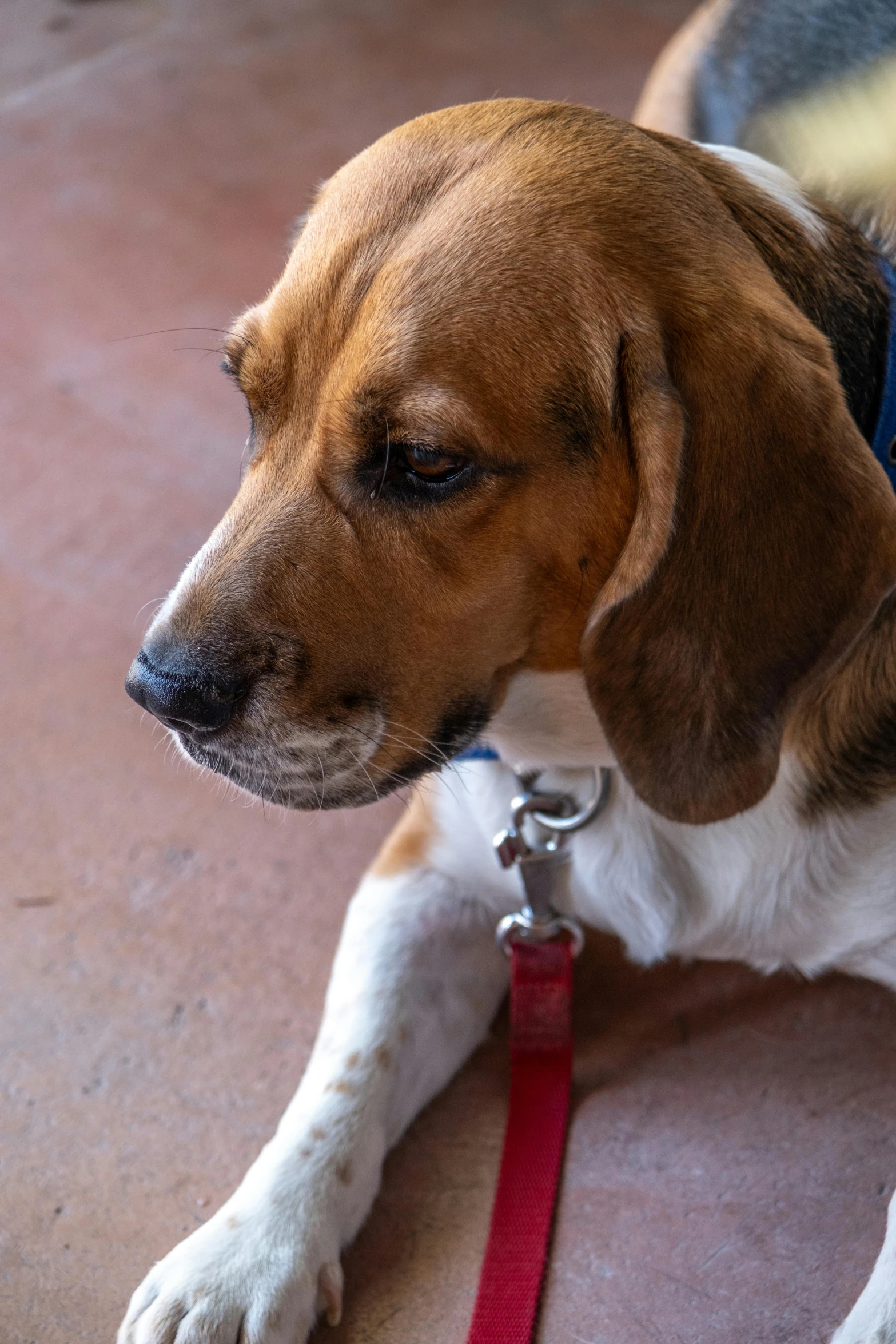 a large dog with brown hair sitting on the ground