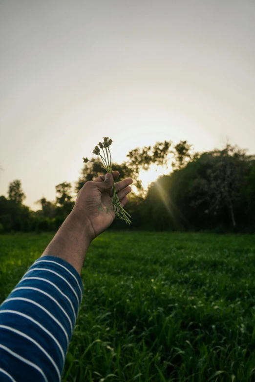 a person holding out the sun behind some wildflowers