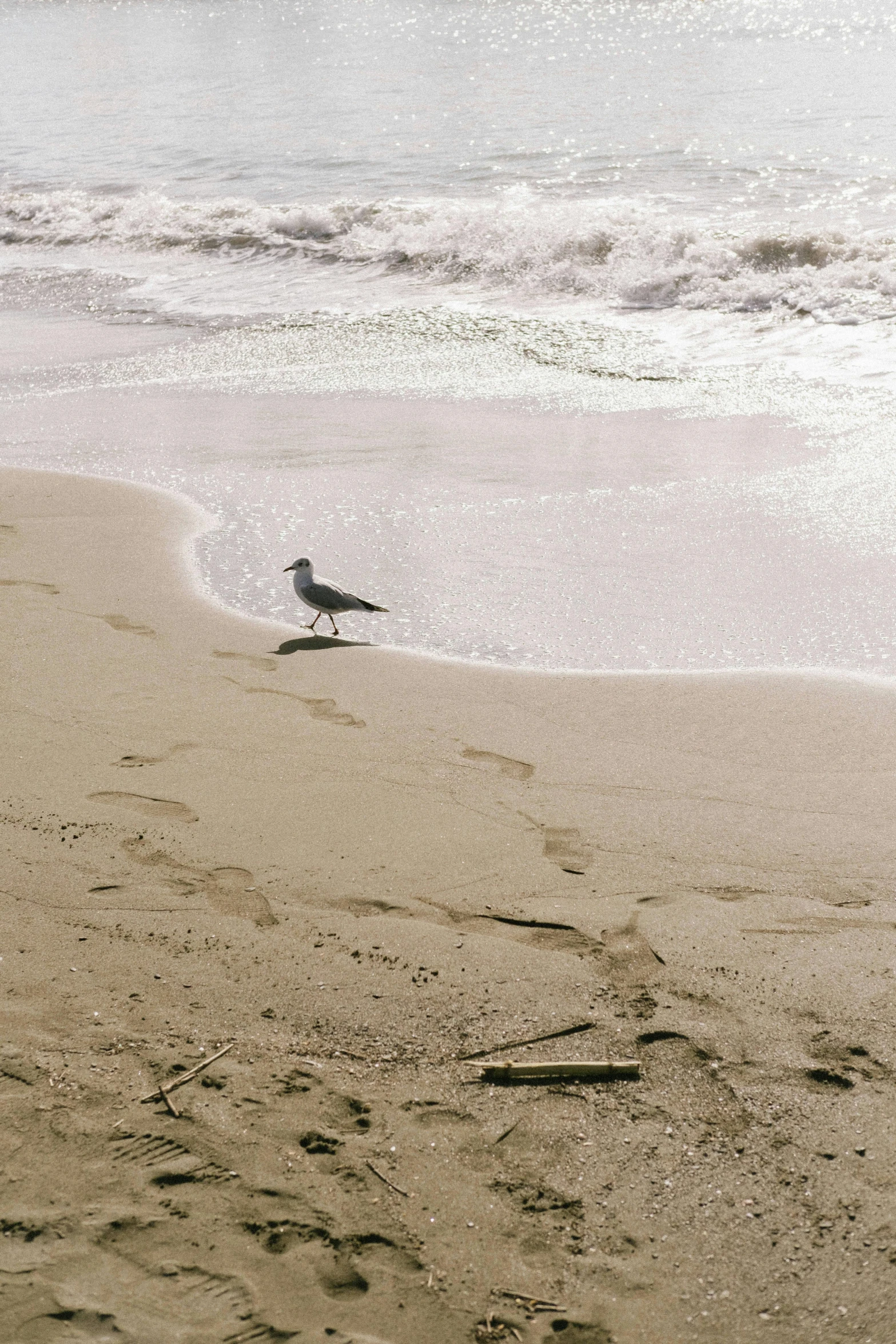 an image of a bird that is walking on the beach