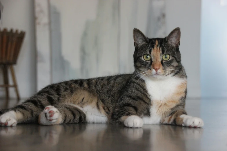 a cat sitting on the floor with one eye close