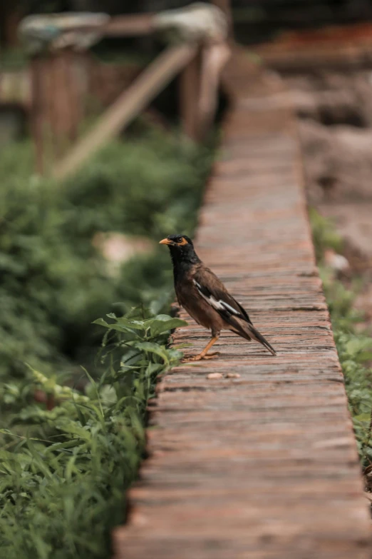 a bird standing on a brick walkway in the woods