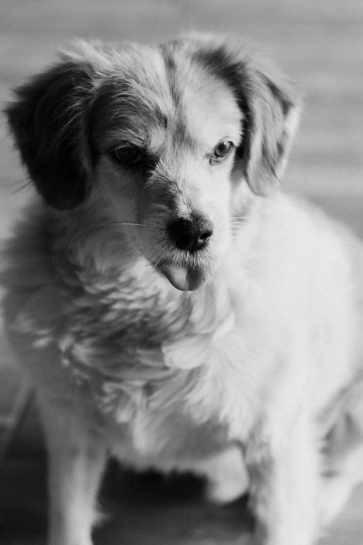 a white and black dog looks alertly at the camera