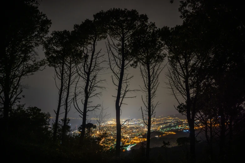 the city lights seen from behind some trees