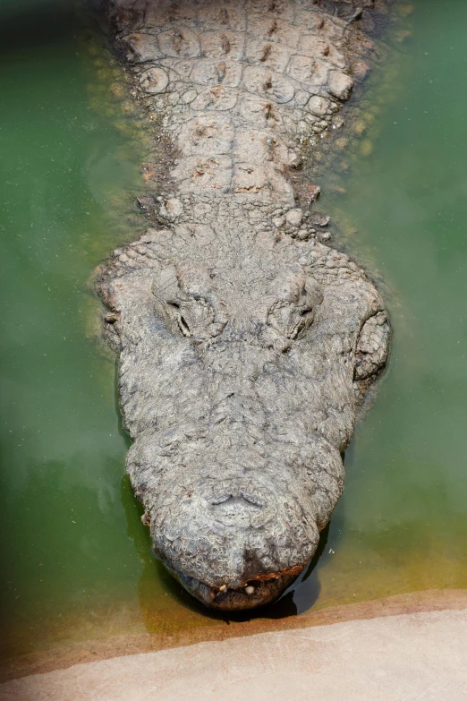 the back end of an alligator in water