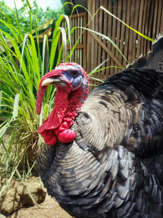 a close up of a turkey on a ground next to a building