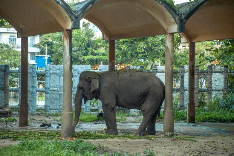 a large elephant standing under some shade umbrellas