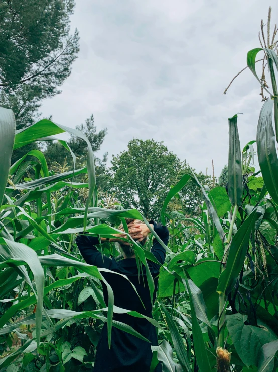 a man standing in the middle of a lush green corn field