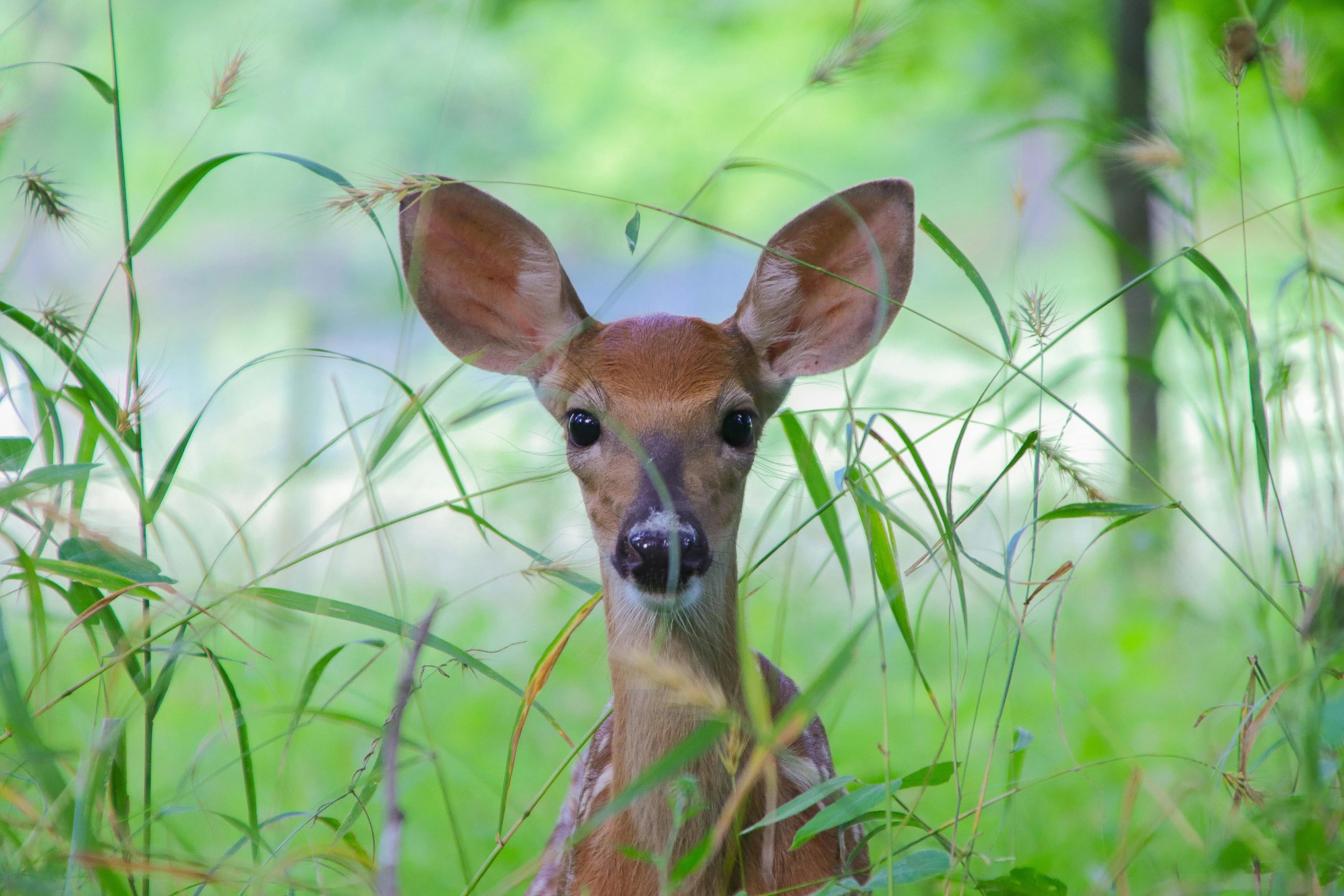 a deer is sitting in the grass in front of some trees